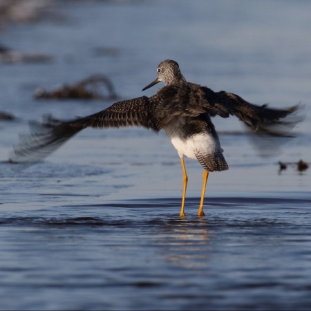 Större gulbena Foto: Kerstin Martinsson